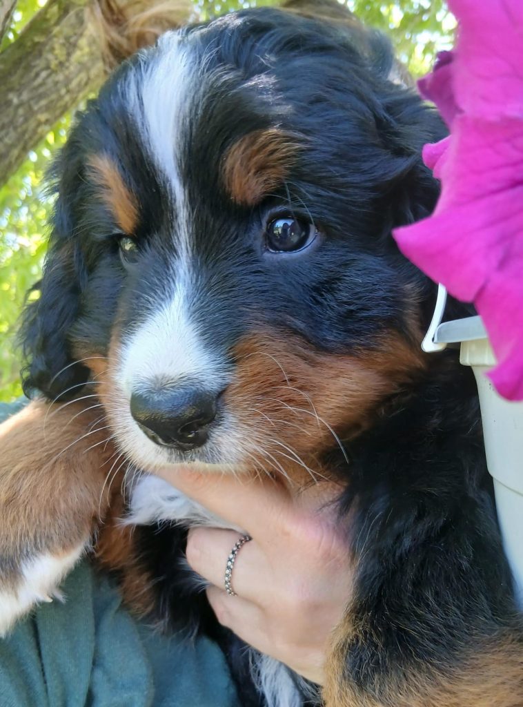 Ultima cucciola bovaro del bernese