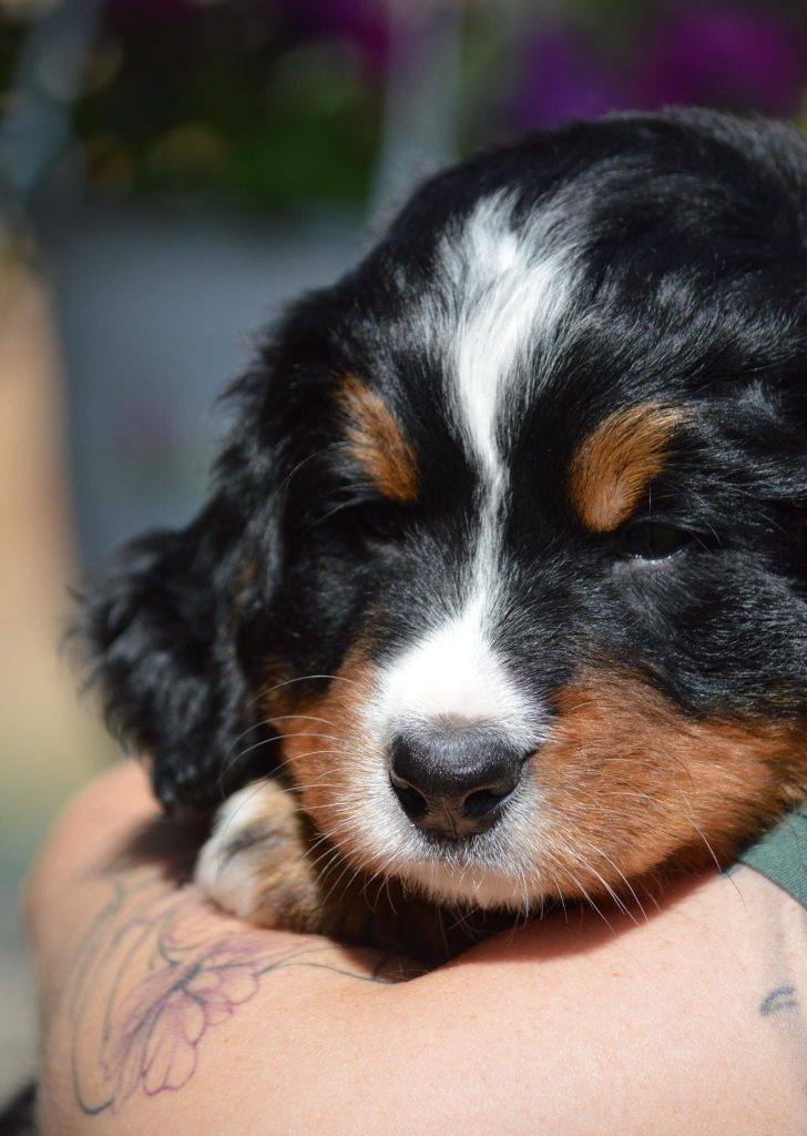 Ultima cucciola bovaro del bernese