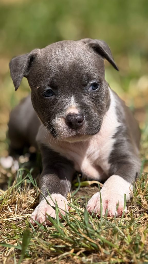 Amstaff blu cuccioli in vendita