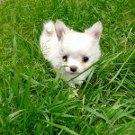 cucciolo di Chihuahua a pelo lungo maschio