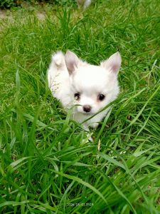 cucciolo di Chihuahua a pelo lungo maschio