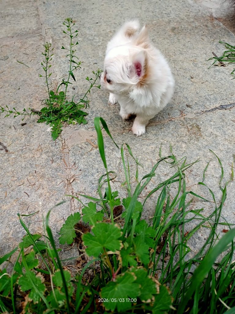 cucciolo di Chihuahua a pelo lungo maschio