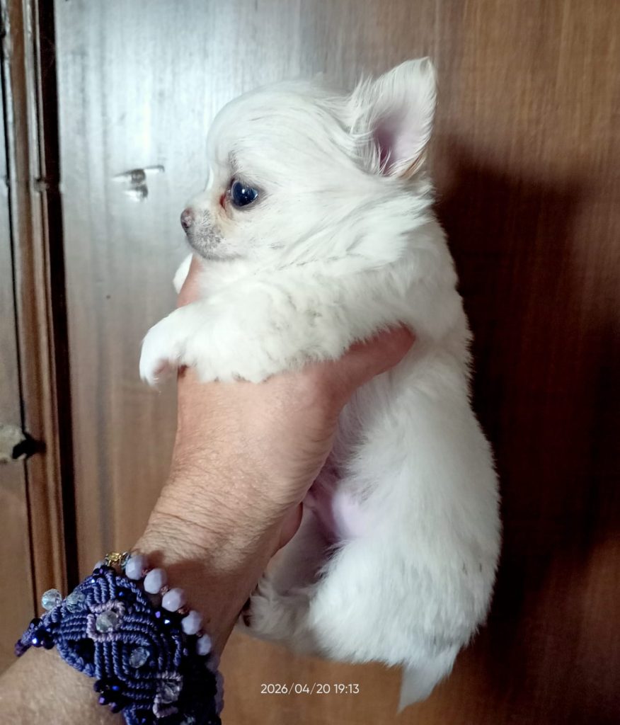 cucciolo di Chihuahua a pelo lungo maschio