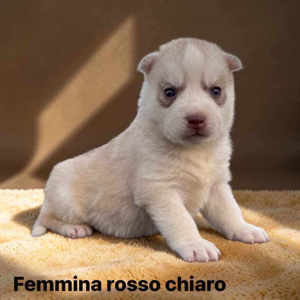 CUCCIOLA DI SIBERIAN HUSKY