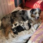 Vendita Cuccioli Pastore Australiano Pedigree