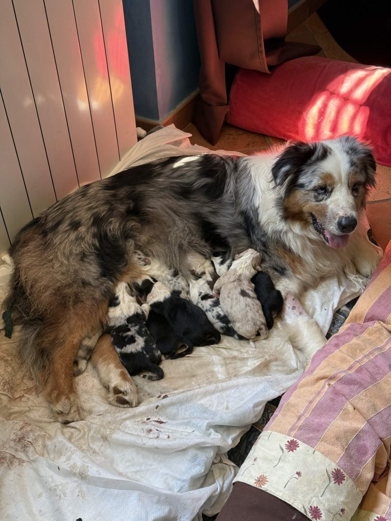 Vendita Cuccioli Pastore Australiano Pedigree