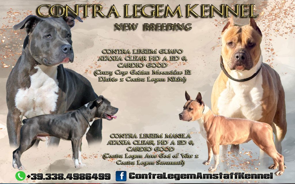 Cucciolata di Amstaff blue