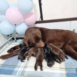 CUCCIOLI LABRADOR