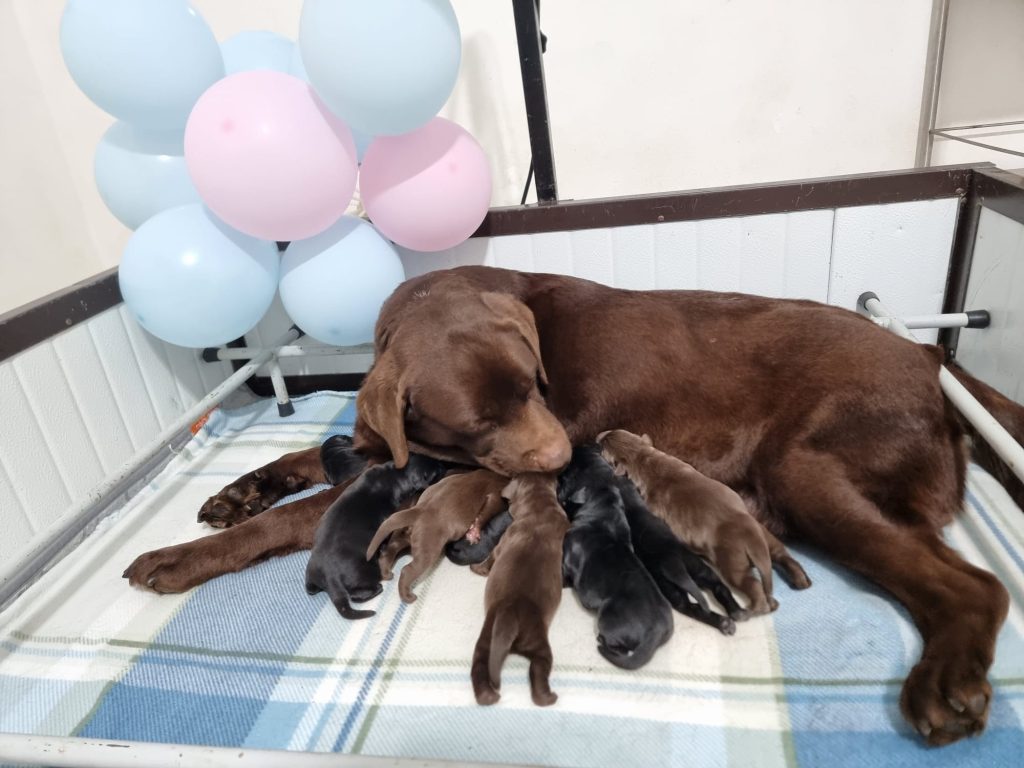 CUCCIOLI LABRADOR
