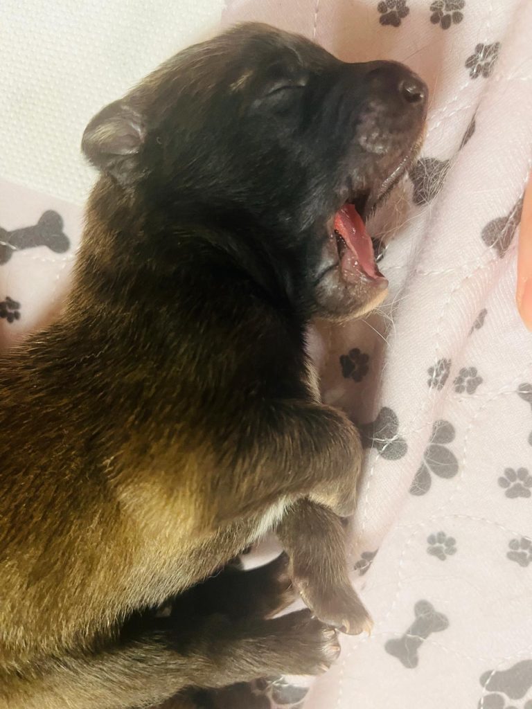 CUCCIOLI PASTORE BELGA TERVUEREN CON PEDIGREE ENCI