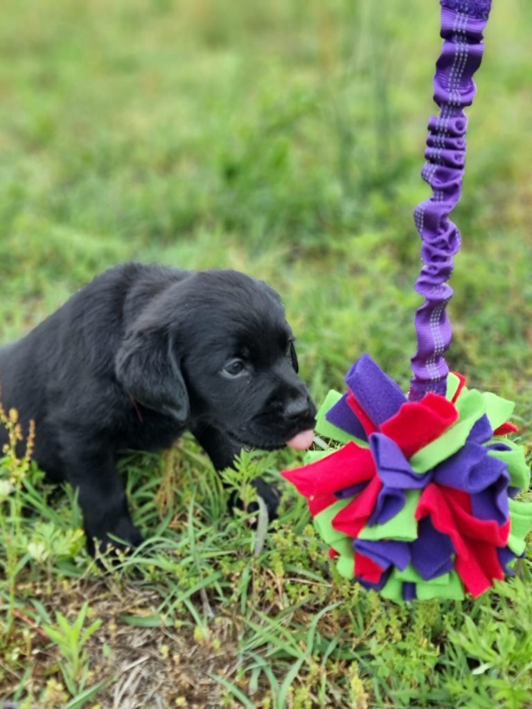 CUCCIOLI LABRADOR