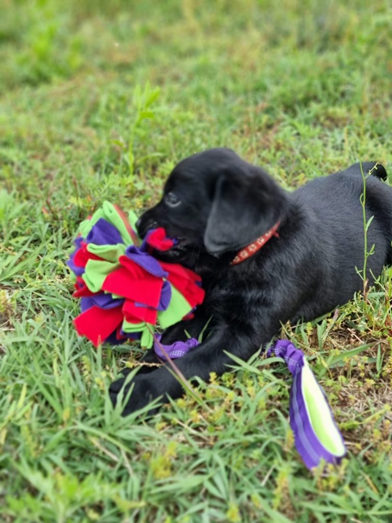 CUCCIOLI LABRADOR