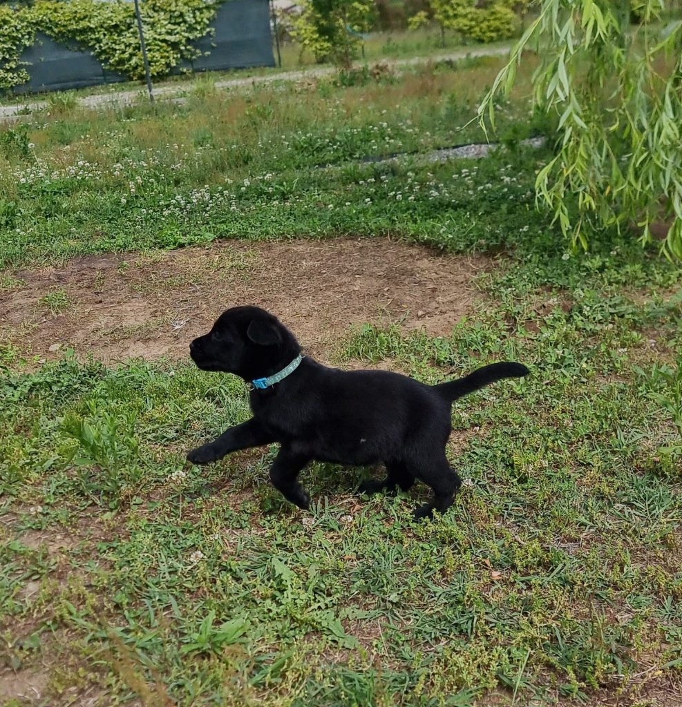 CUCCIOLI LABRADOR