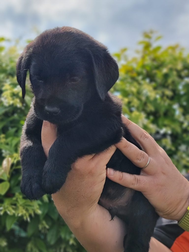 CUCCIOLI LABRADOR