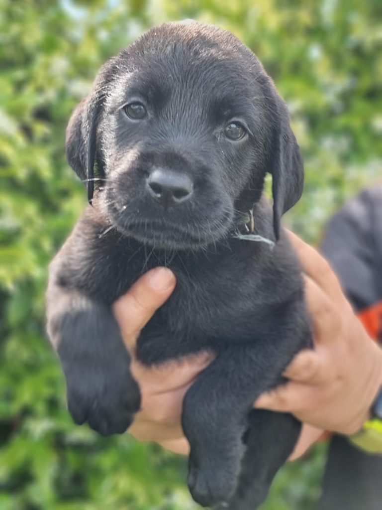 CUCCIOLI LABRADOR