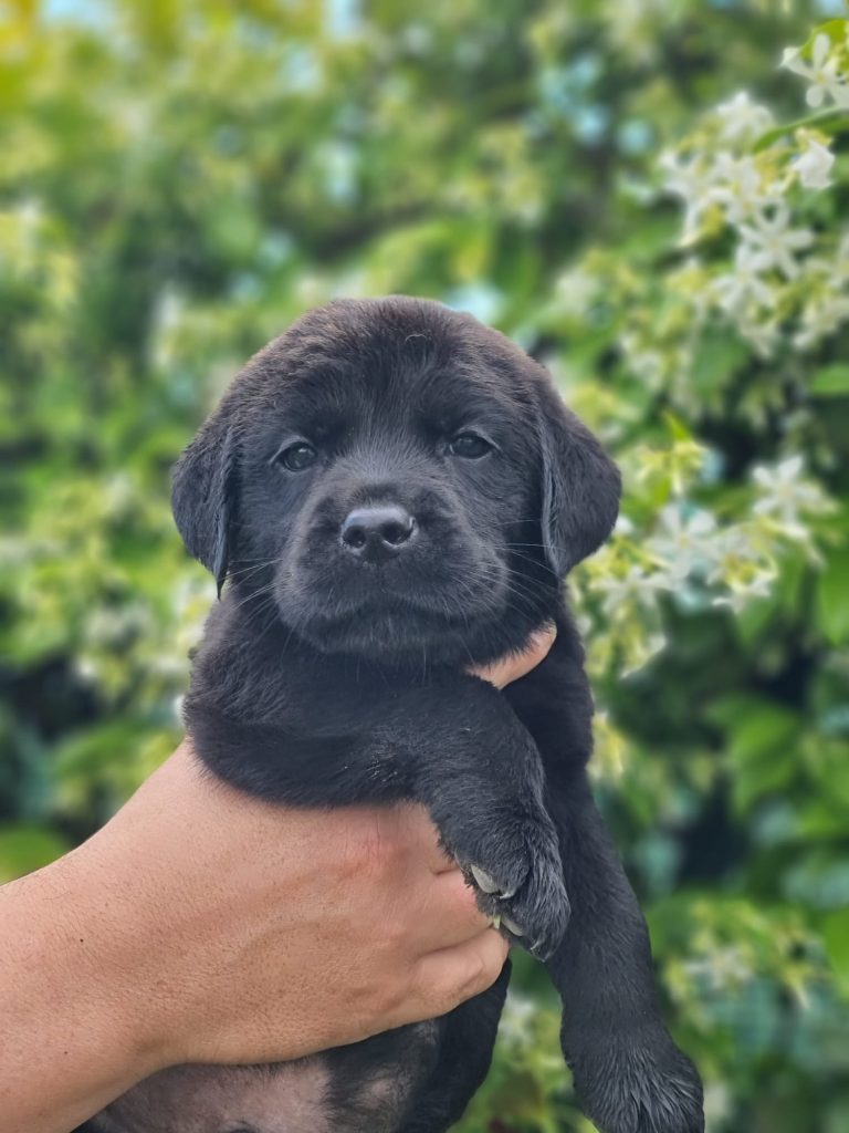 CUCCIOLI LABRADOR