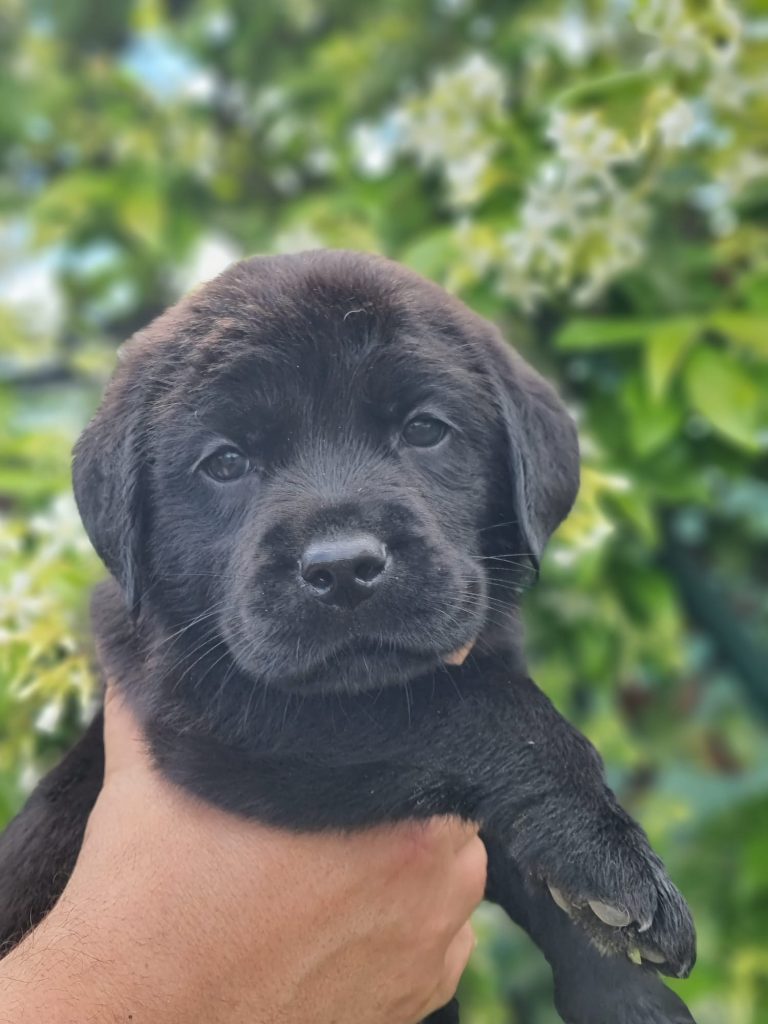 CUCCIOLI LABRADOR
