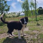 ULTIMO CUCCIOLO DI BORDER COLLIE