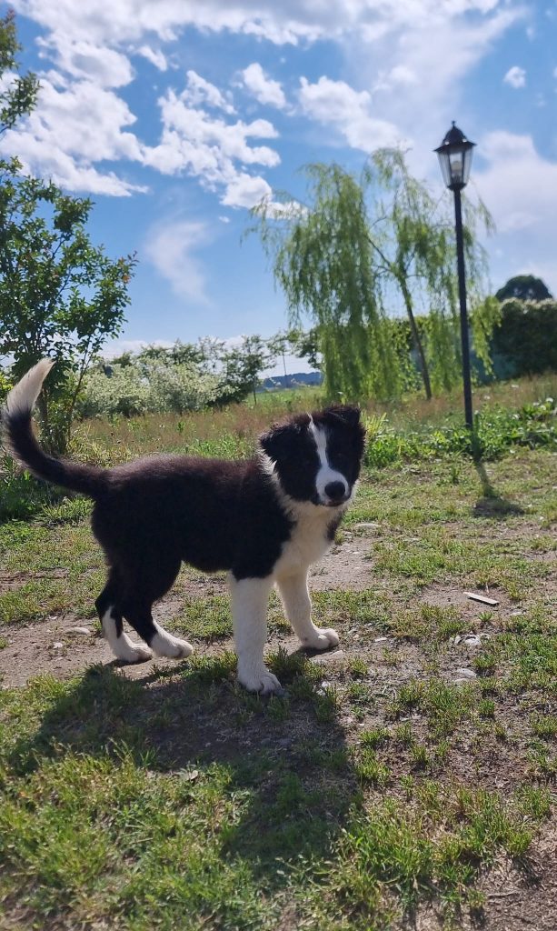 ULTIMO CUCCIOLO DI BORDER COLLIE