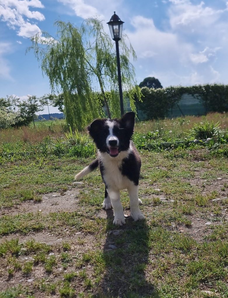 ULTIMO CUCCIOLO DI BORDER COLLIE