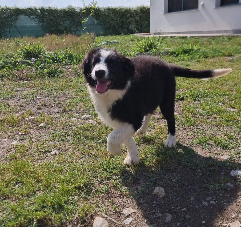 ULTIMO CUCCIOLO DI BORDER COLLIE