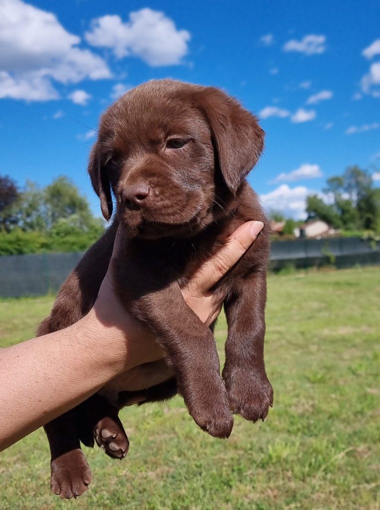 CUCCIOLI LABRADOR