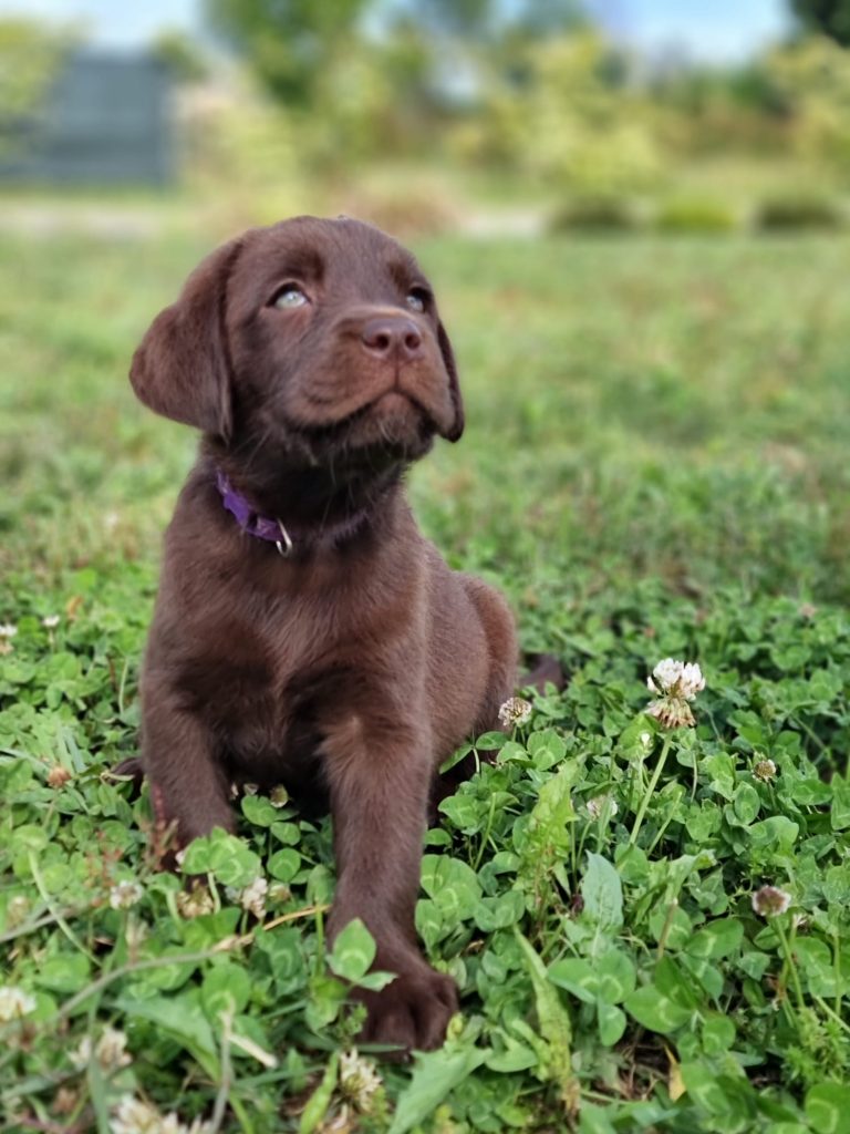 CUCCIOLI LABRADOR
