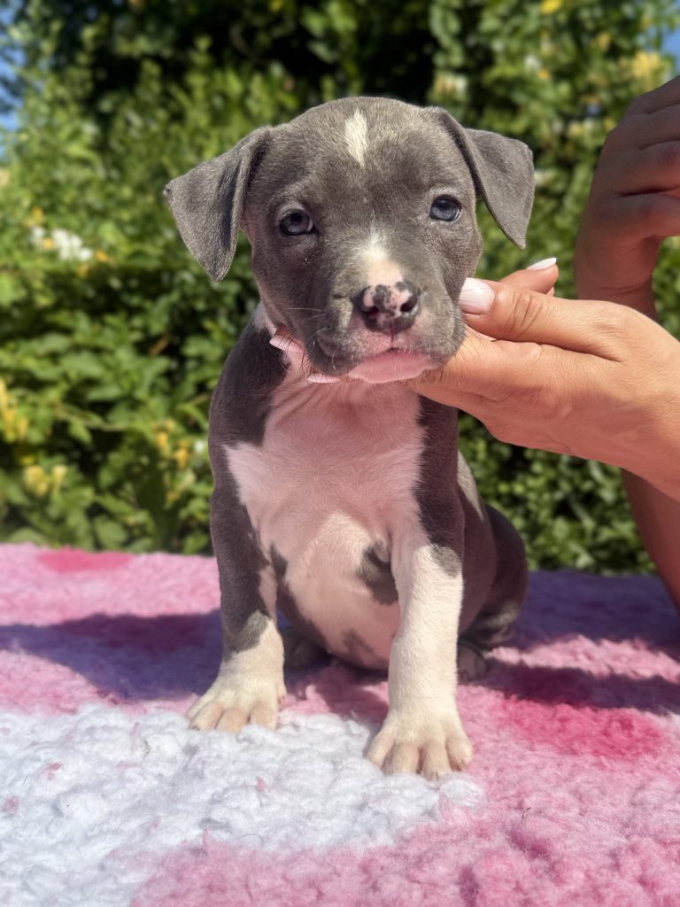 Cucciolata di Amstaff blue