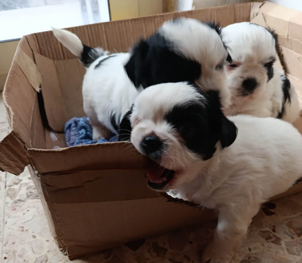 2 cucciole   FEMMINA   shitzu al 90%
