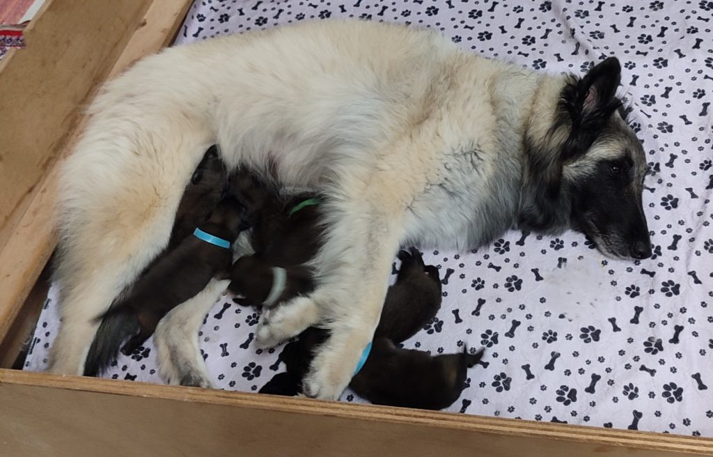 CUCCIOLI PASTORE BELGA TERVUEREN CON PEDIGREE ENCI