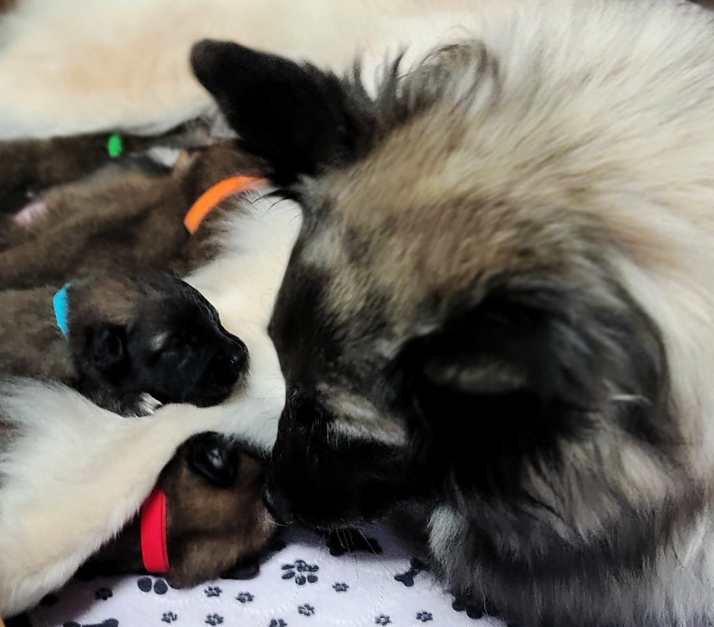 CUCCIOLI PASTORE BELGA TERVUEREN CON PEDIGREE ENCI