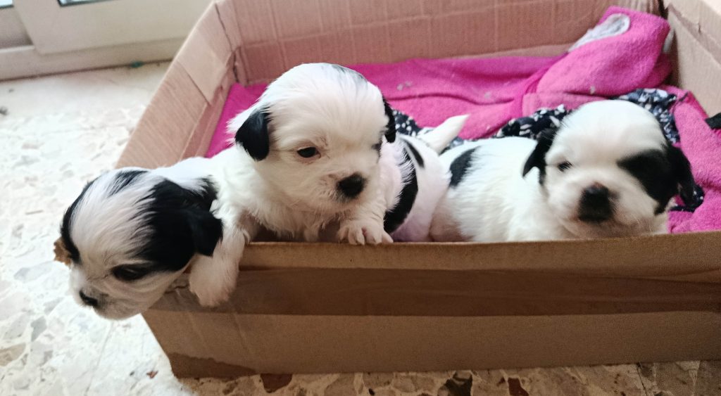 cuccioli meticci shitzu al 75%