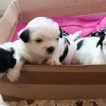 cuccioli meticci shitzu al 75%
