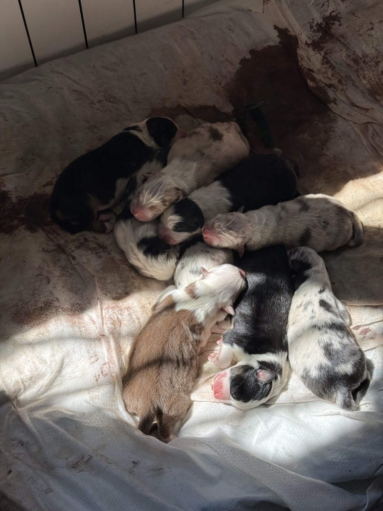 Vendita Cuccioli Pastore Australiano Pedigree