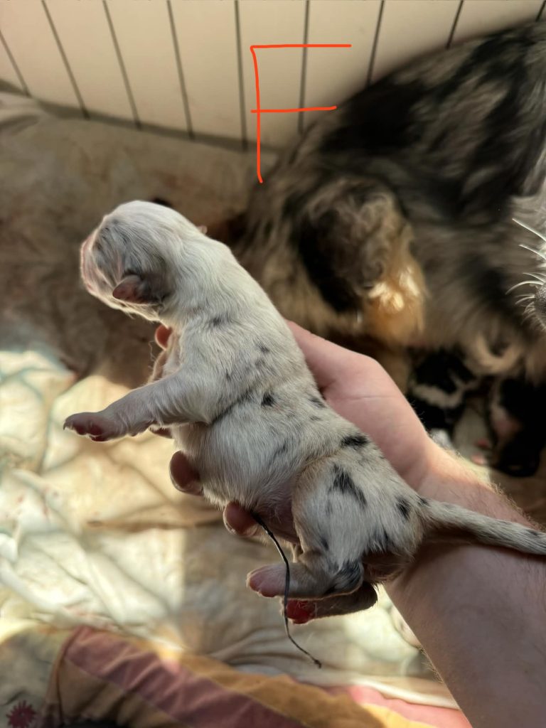 Vendita Cuccioli Pastore Australiano Pedigree
