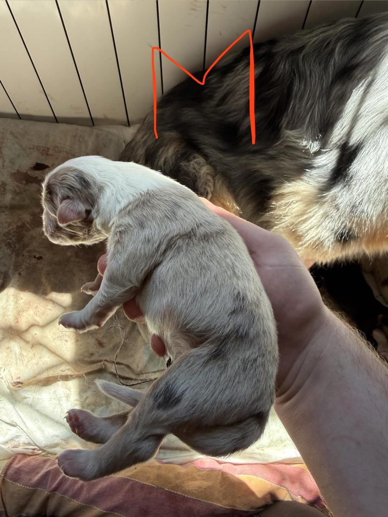 Vendita Cuccioli Pastore Australiano Pedigree