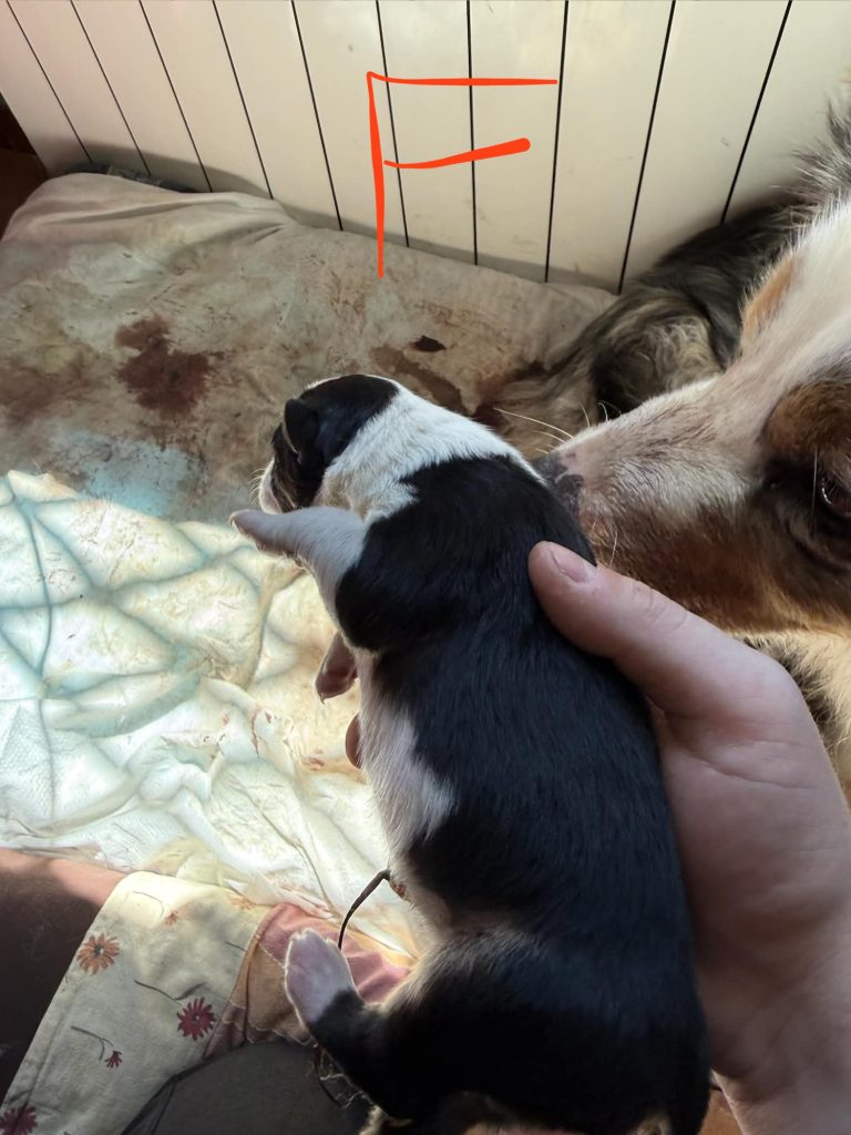 Vendita Cuccioli Pastore Australiano Pedigree