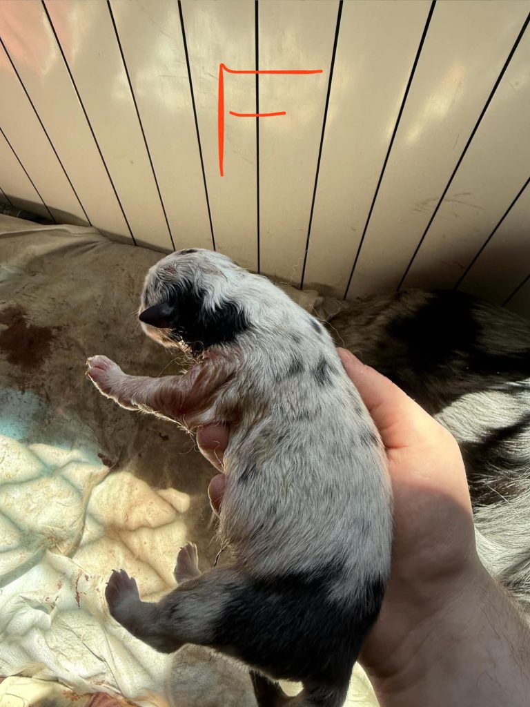 Vendita Cuccioli Pastore Australiano Pedigree