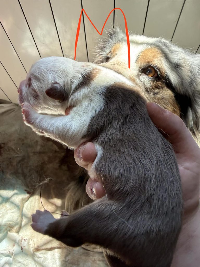 Vendita Cuccioli Pastore Australiano Pedigree