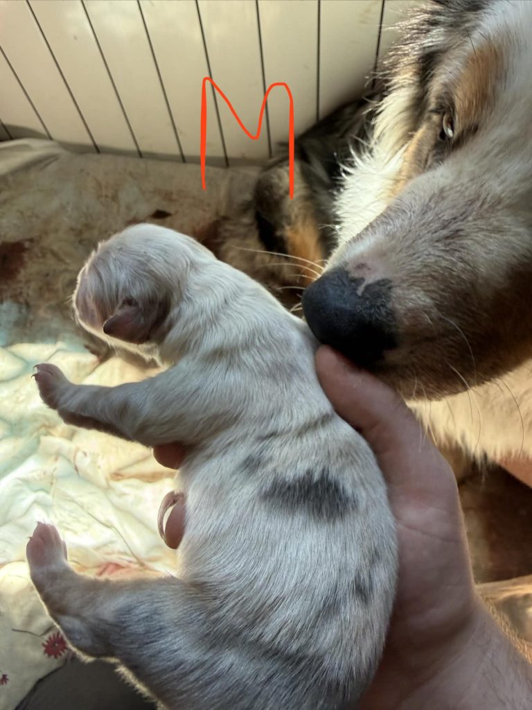Vendita Cuccioli Pastore Australiano Pedigree