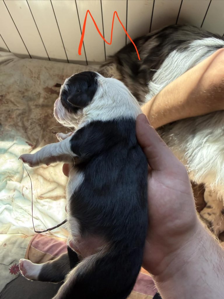 Vendita Cuccioli Pastore Australiano Pedigree