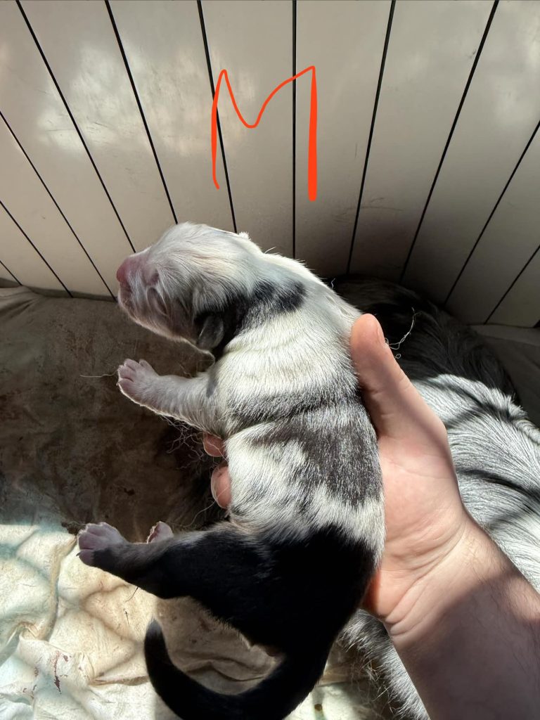 Vendita Cuccioli Pastore Australiano Pedigree