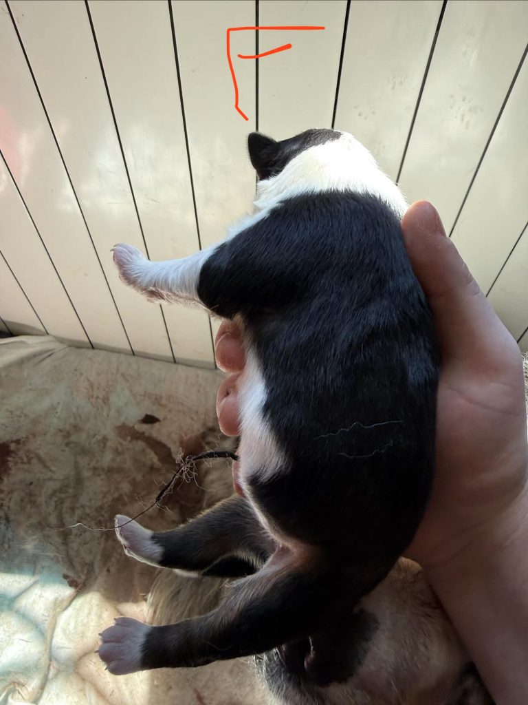 Vendita Cuccioli Pastore Australiano Pedigree