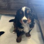 Ultima cucciola bovaro del bernese