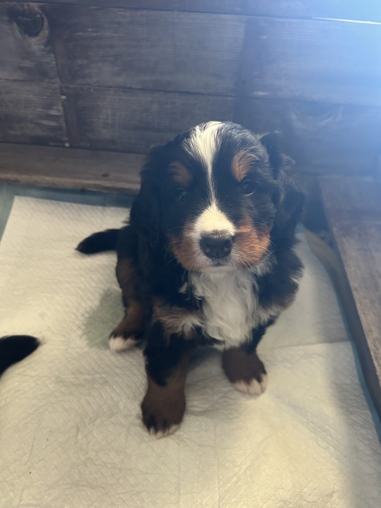 Ultima cucciola bovaro del bernese