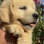 CUCCIOLI DI GOLDEN RETRIEVER