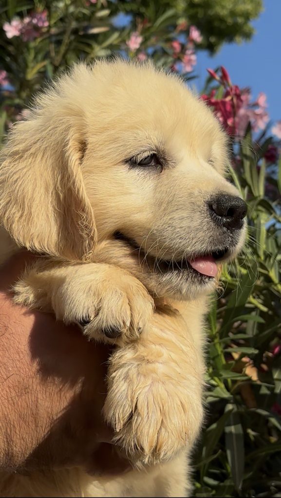 CUCCIOLI DI GOLDEN RETRIEVER