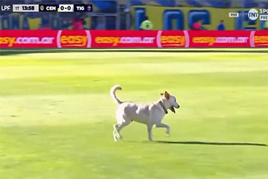 Cane invade il campo durante la partita: il video diventa virale