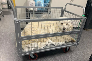 La storia di Doug, il cane che aveva paura dei pavimenti