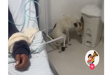 Cane si rifiuta di allontanarsi dalla proprietaria e rimane 12 ore accanto a lei in ospedale